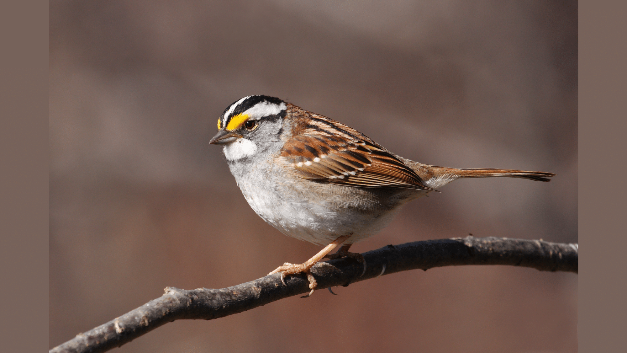 White-throated Sparrow