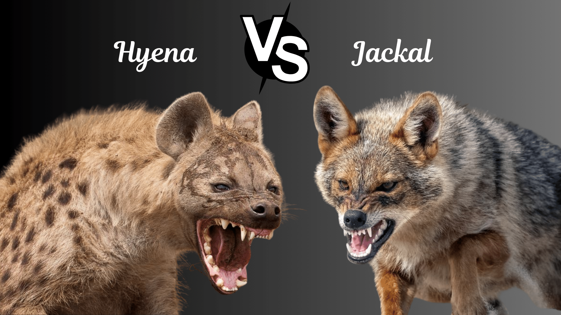 Who Would Win in a Battle?
