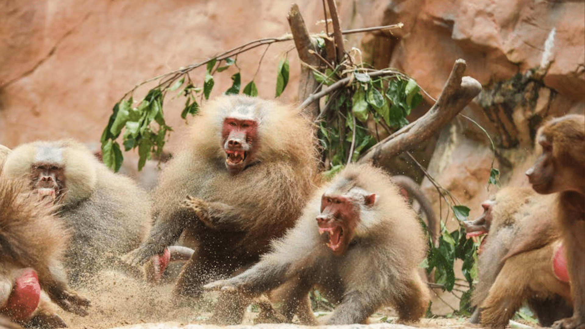 Why Do Baboons Get Aggressive?