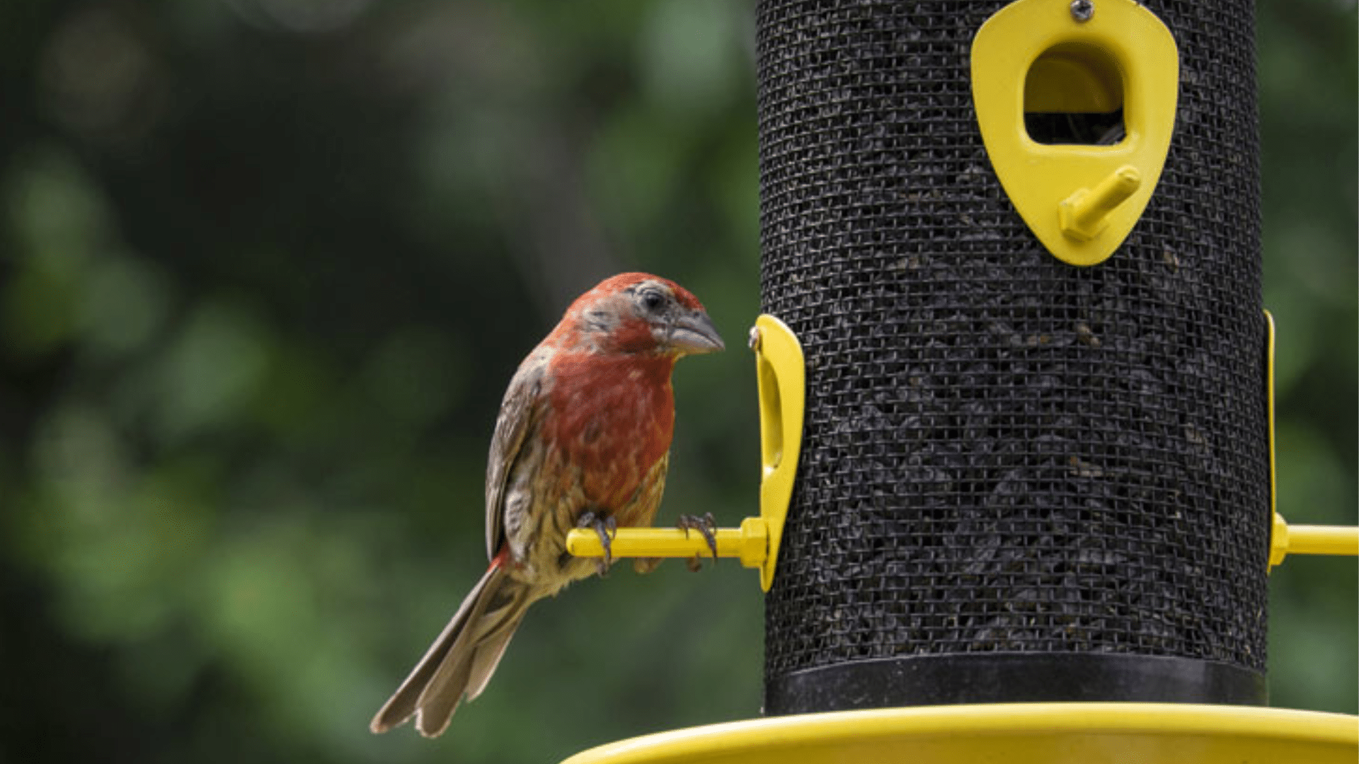 Why Give Backyard Birding a Try?
