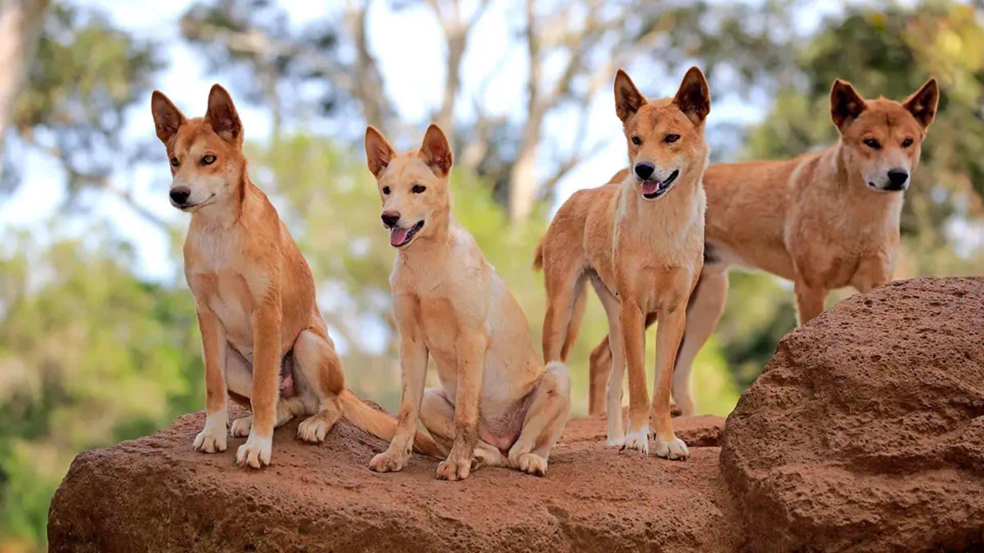 Wild Dog Hybrids
