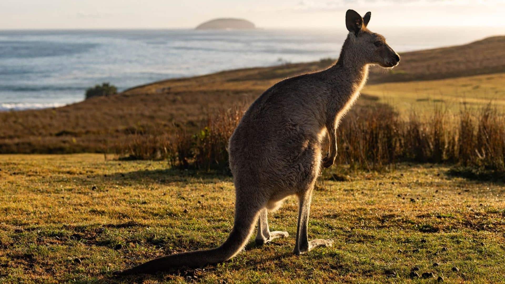 Wild Kangaroo
