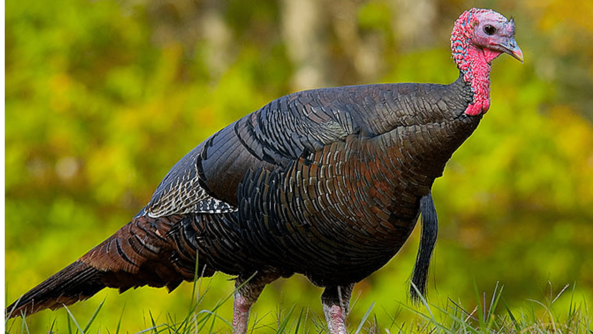Wild Turkeys