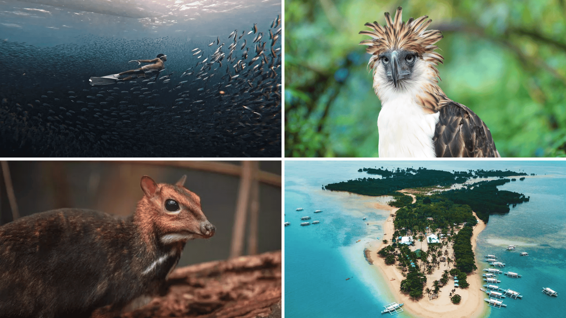 Wildlife and Biodiversity