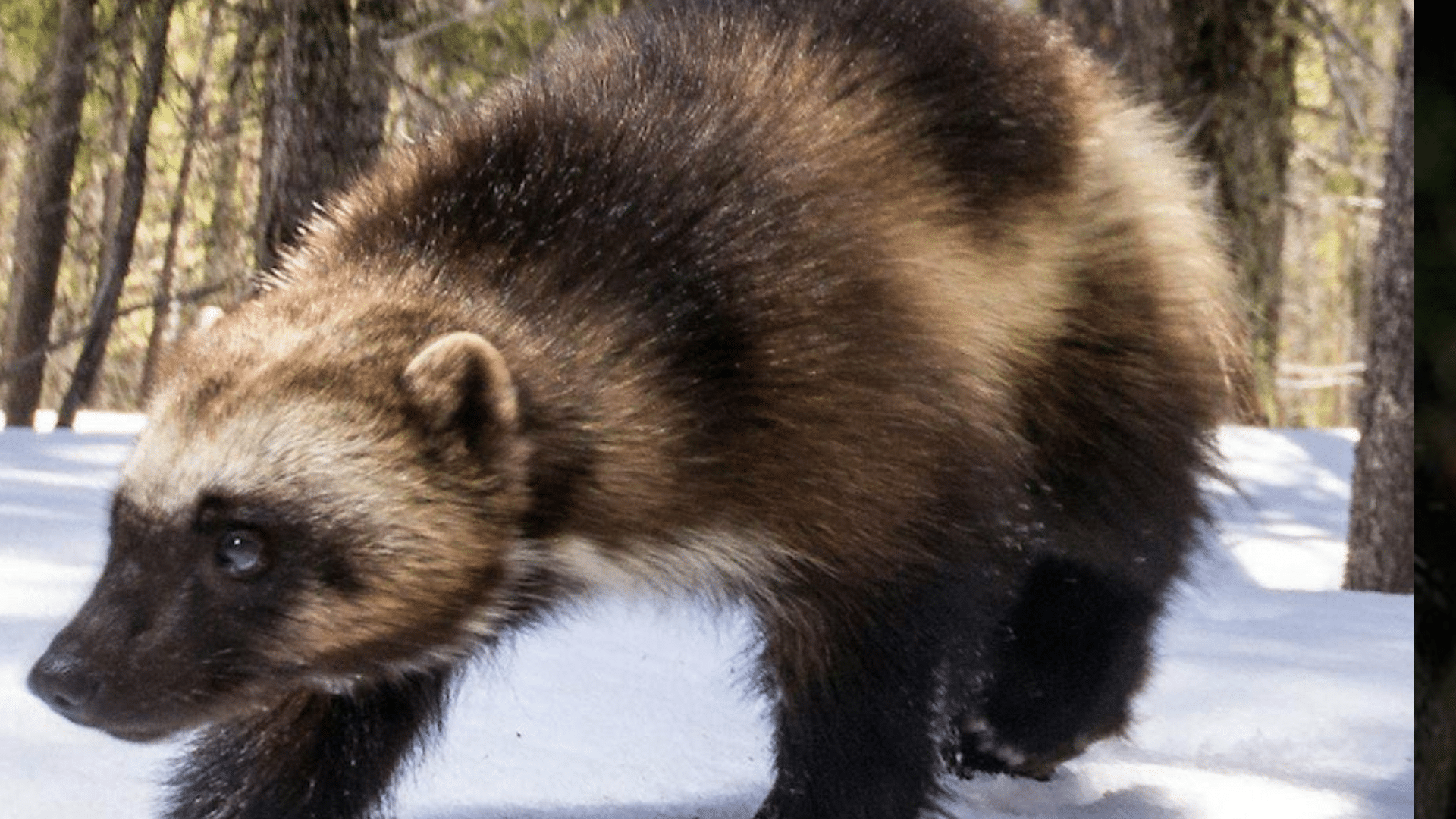 Wolverine