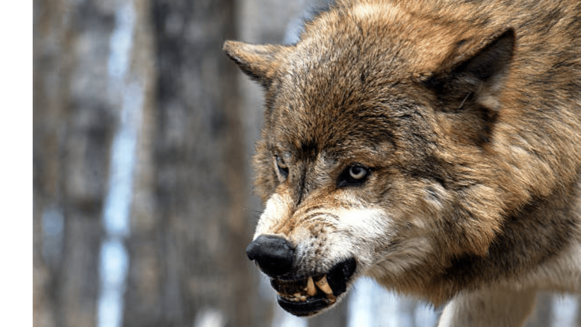 Wolves