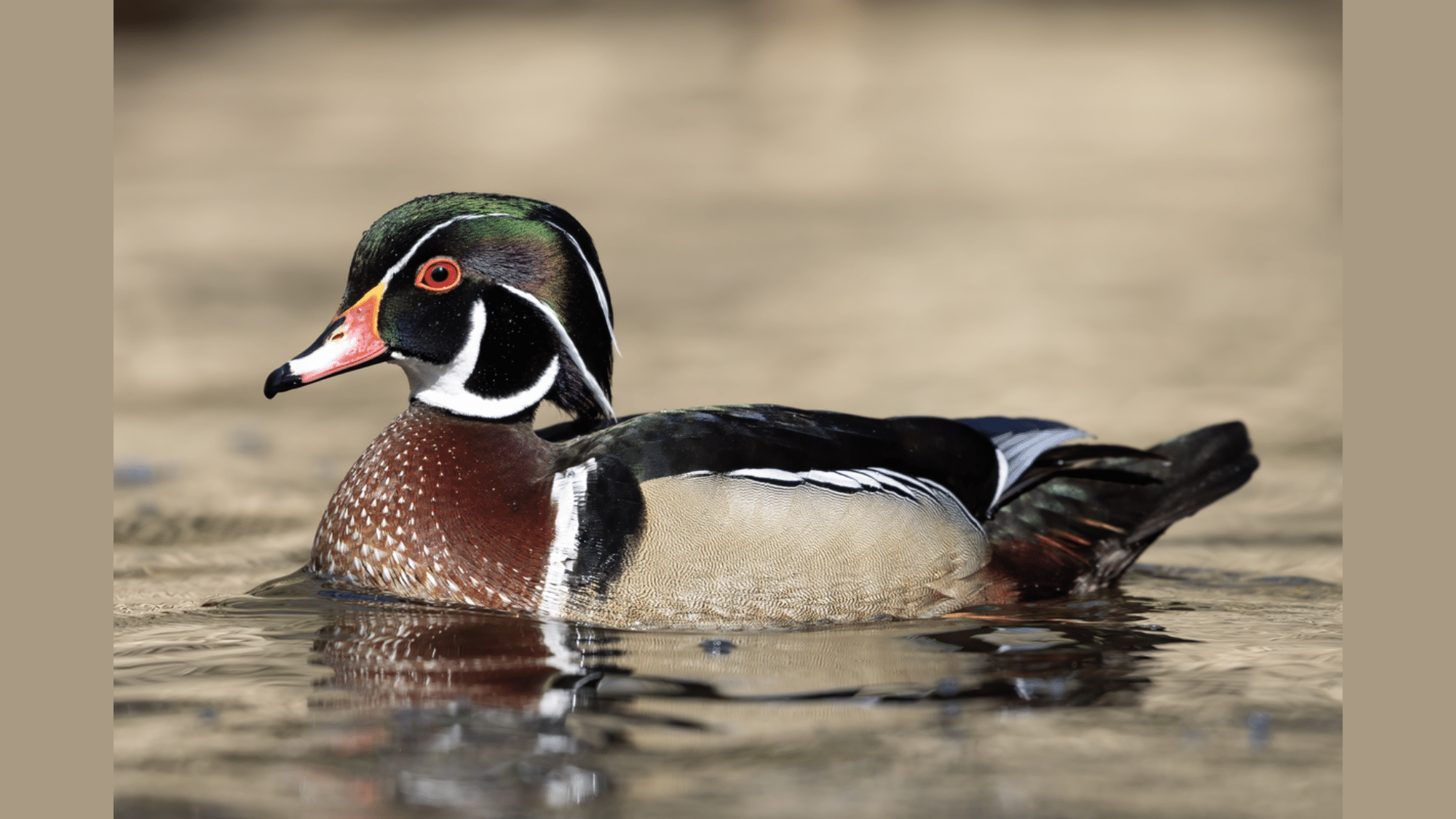 Wood Duck 