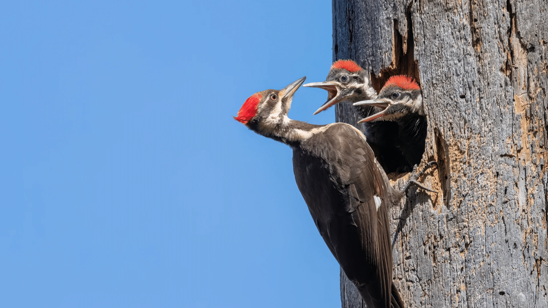 Woodpecker