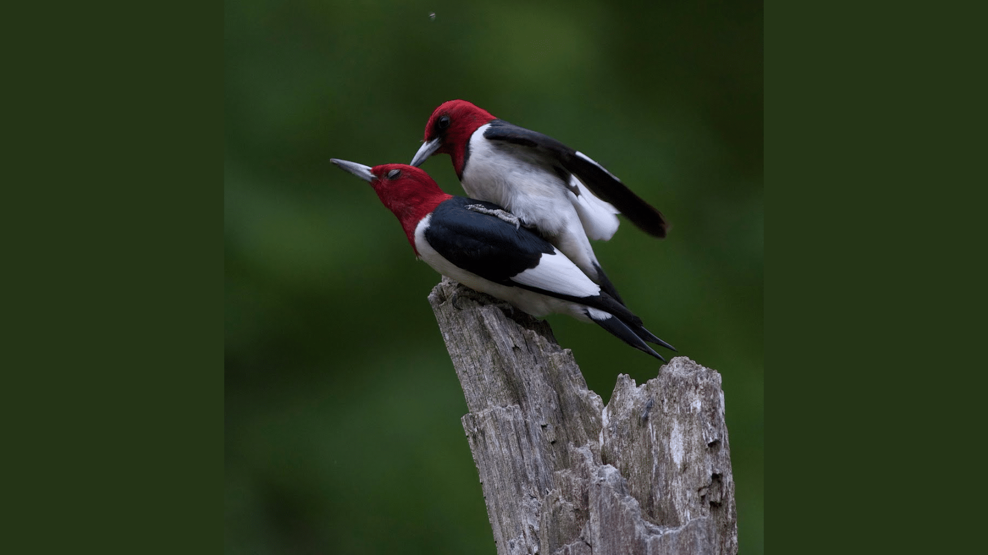 Woodpecker Mating Patterns
