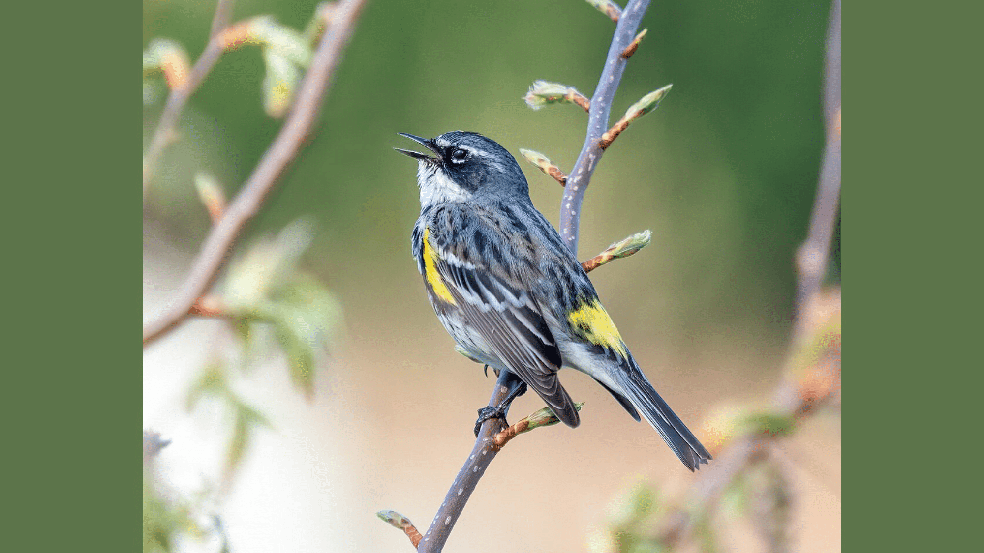 Yellow-rumped Warbler
