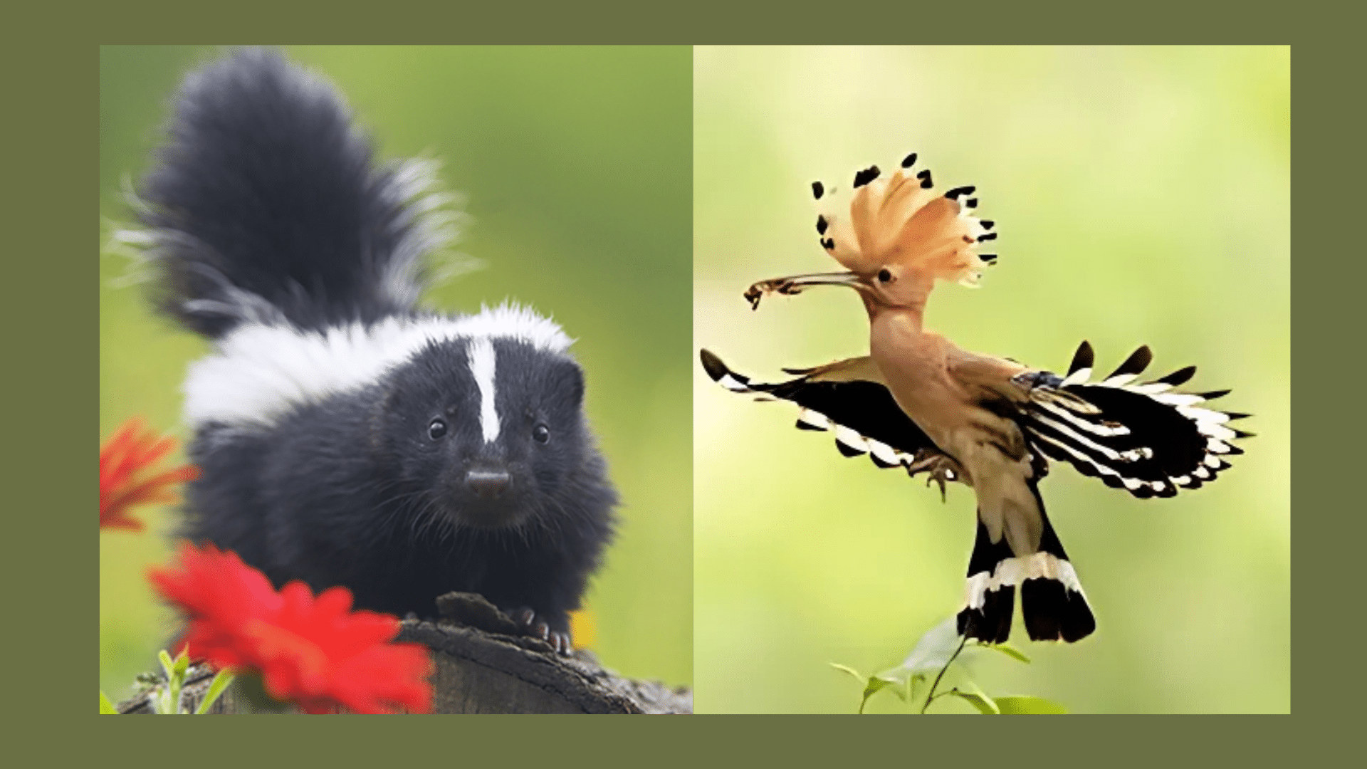 Aposematic Coloration Examples in Animals