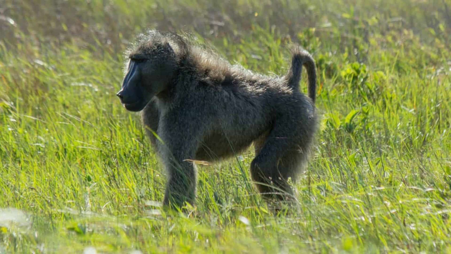 are-baboons-dangerous