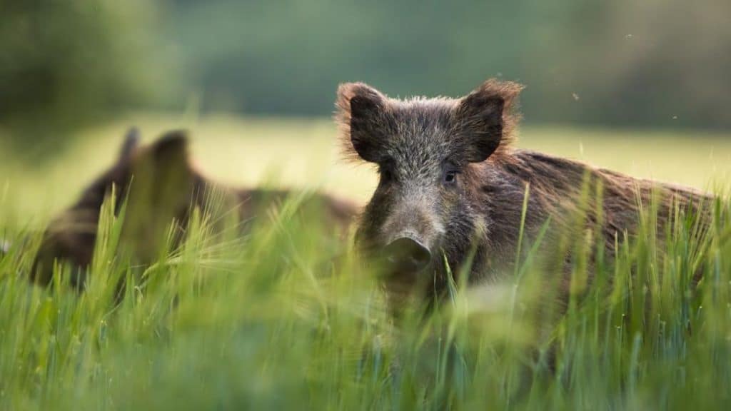 Are Boars Dangerous? Everything You Need To Know