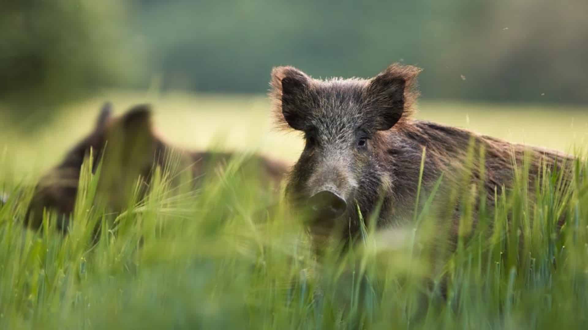 Are Boars Dangerous? Everything You Need To Know