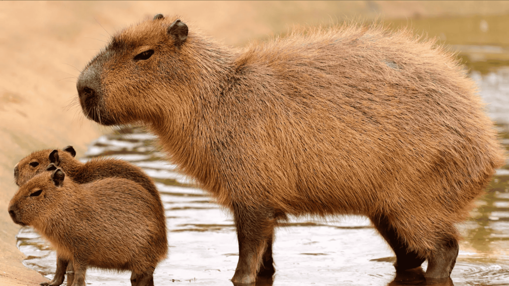 Are Capybaras Dangerous to Humans or Other Animals?