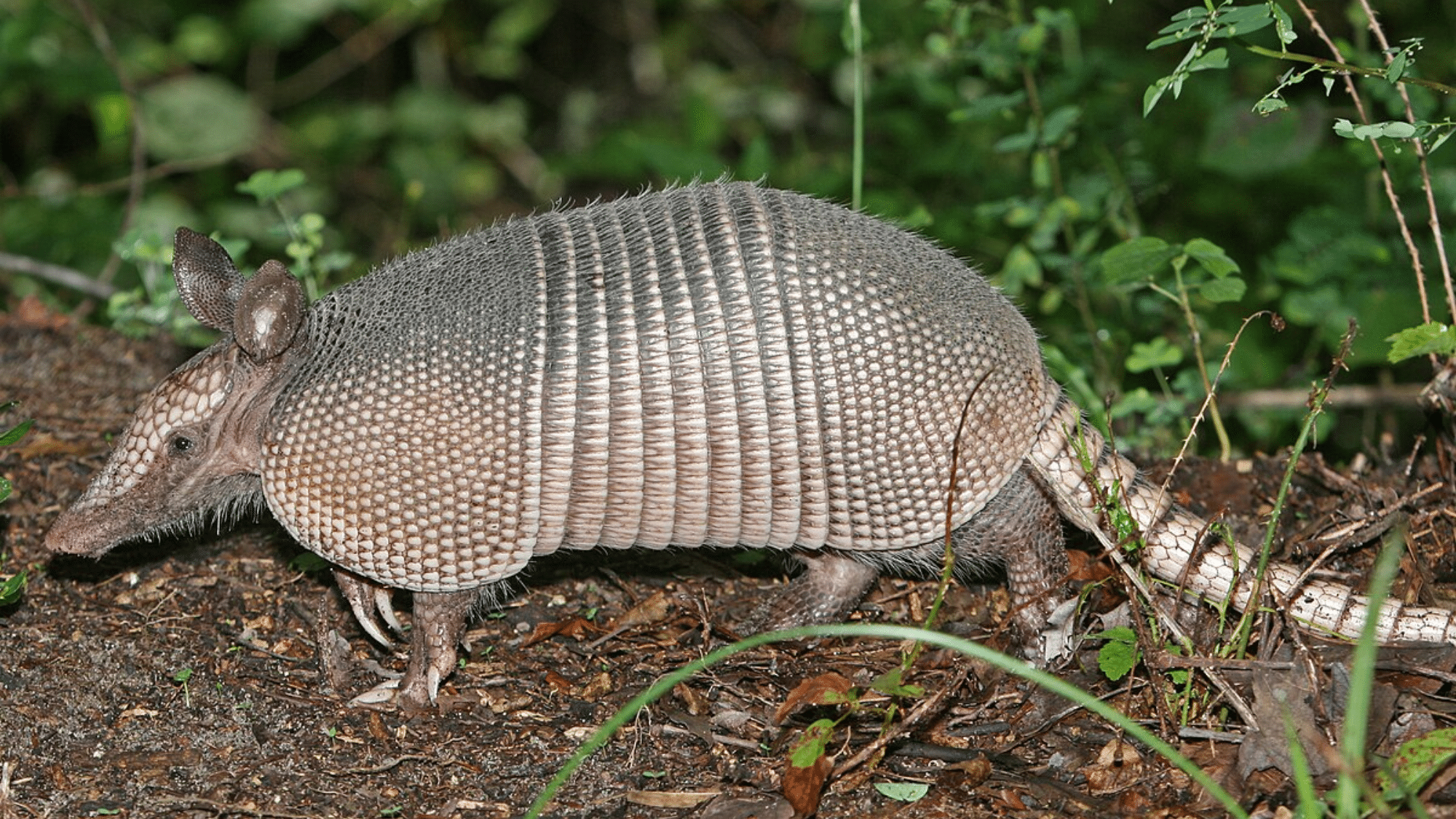 7 Effective Ways to Control Armadillo Infestation