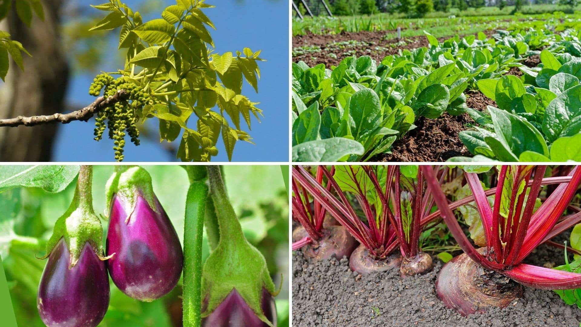 21 Bad & Good Companion Plants for Blueberries