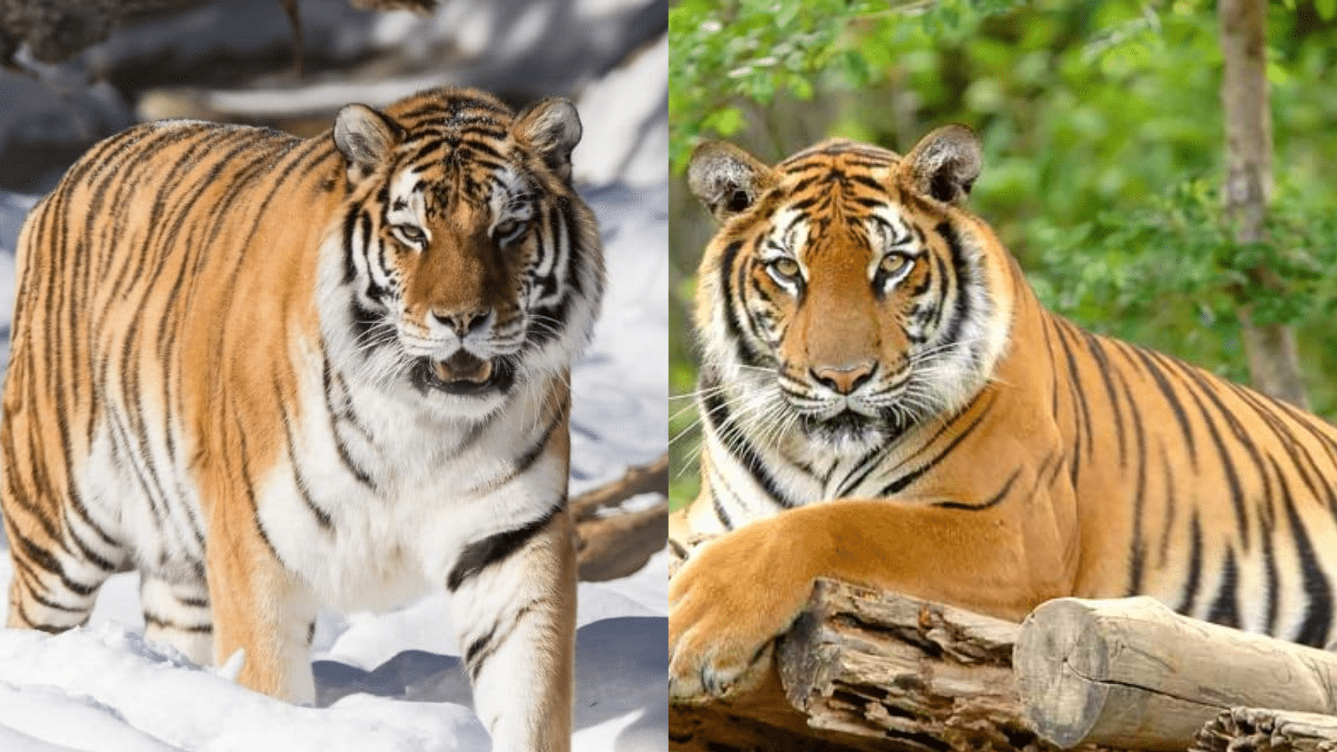 Siberian Tiger vs Bengal Tiger: Which is Stronger?