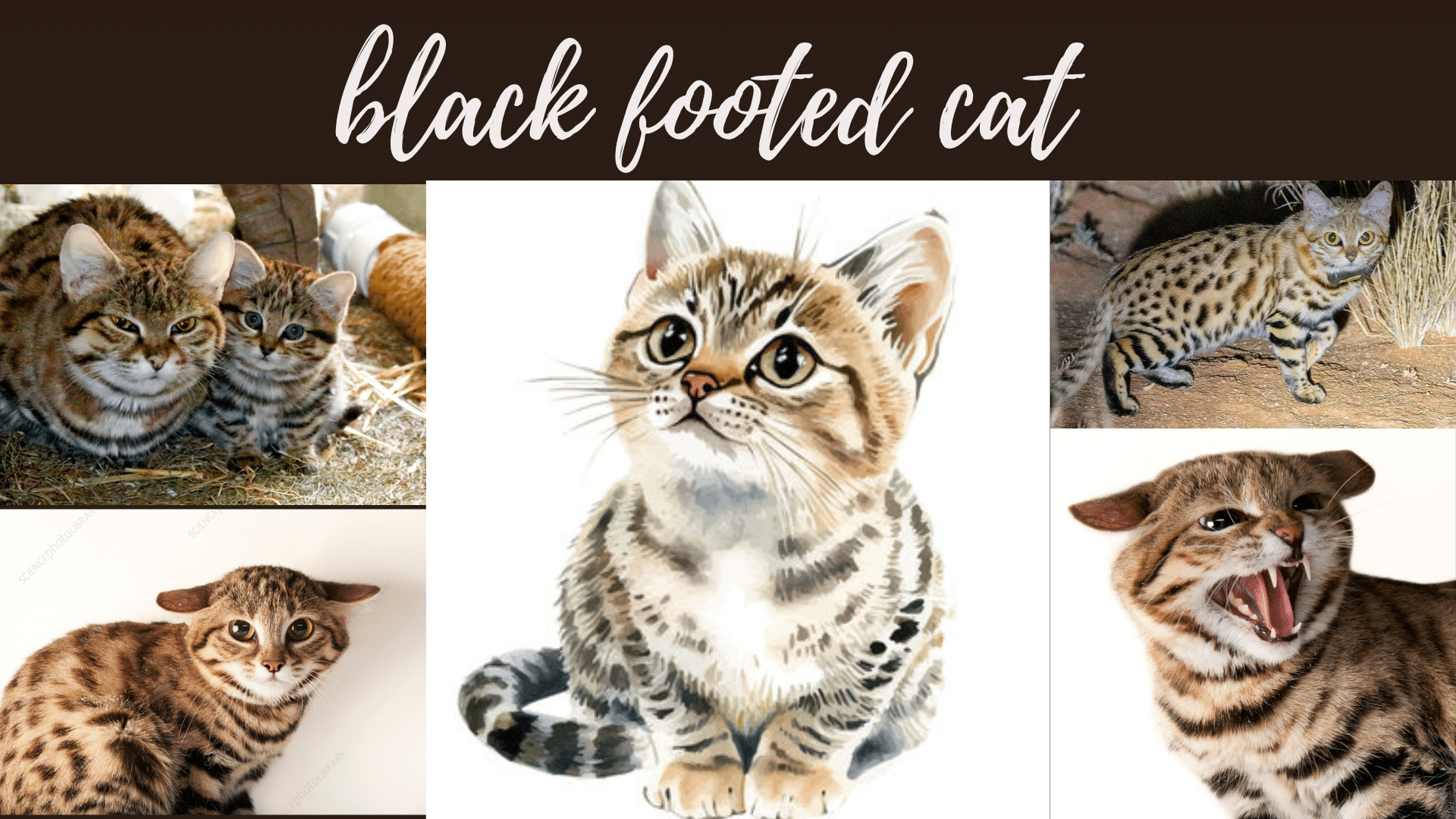 _black footed cat