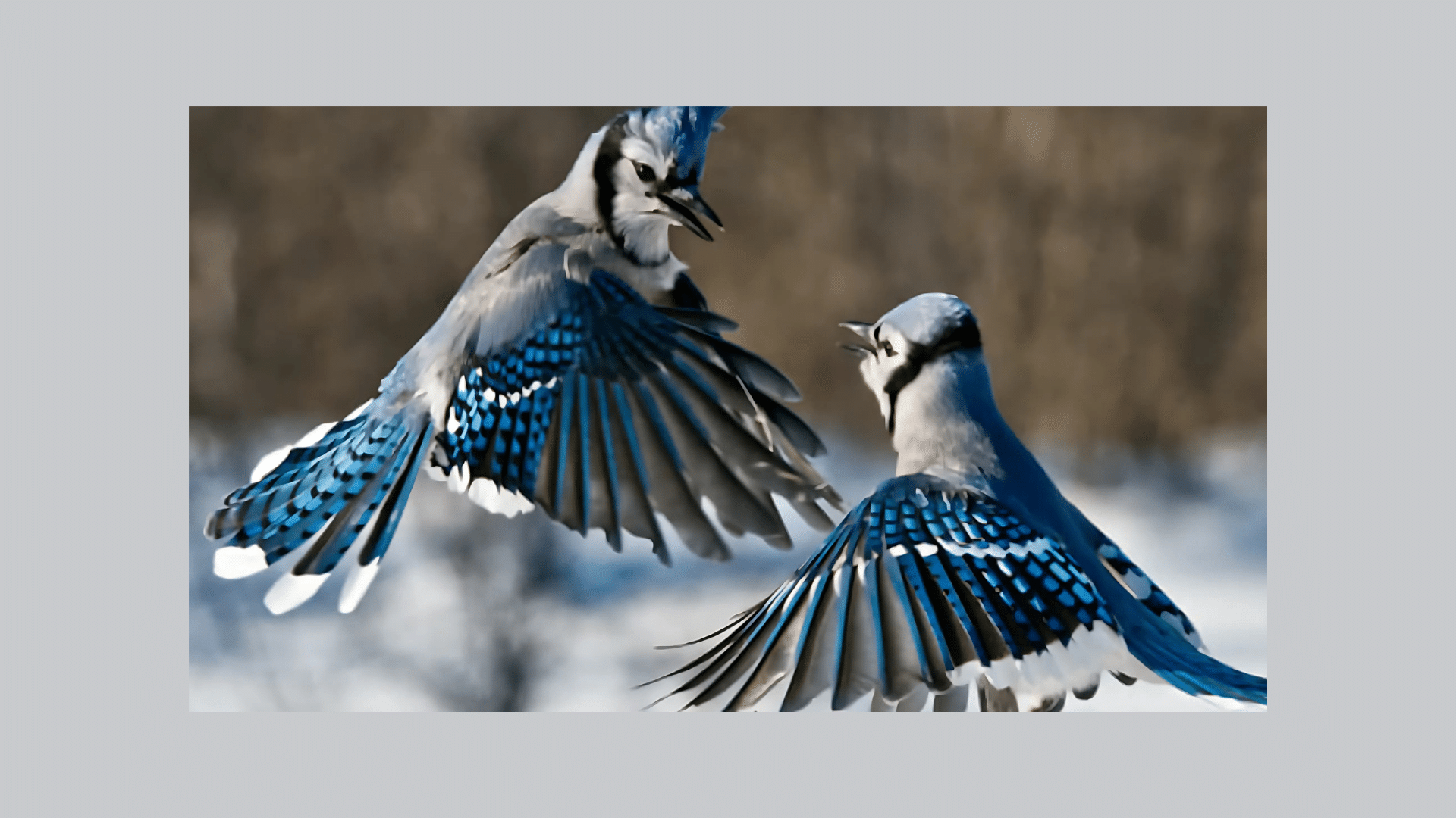 How to Attract Blue Jays to Your Backyard
