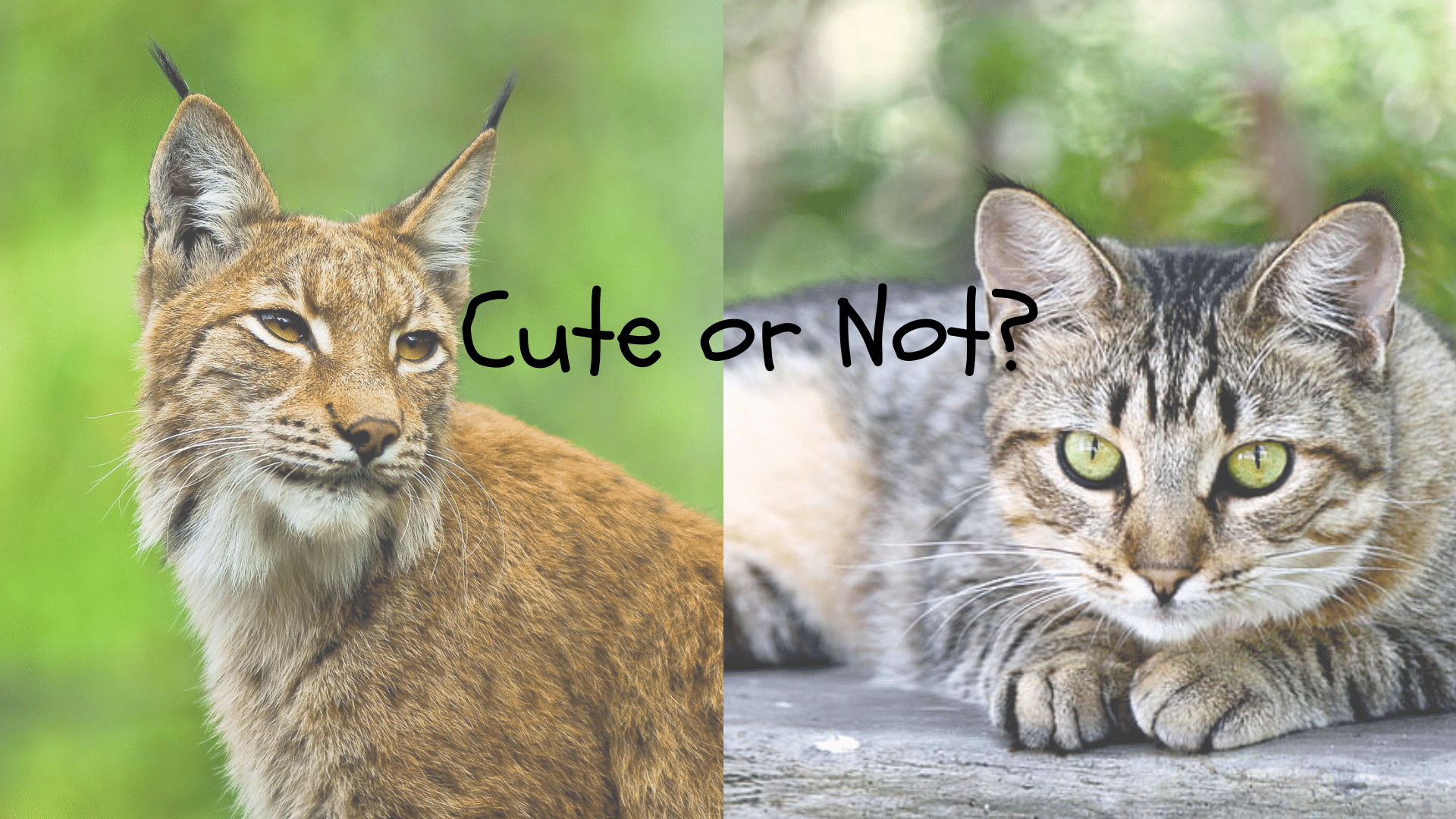 bobcat vs house cat featured image