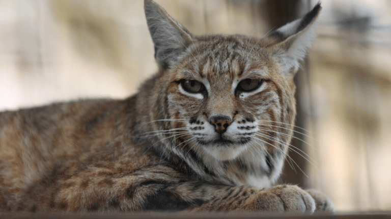 Bobcat Size Comparison with Other Wild Animals