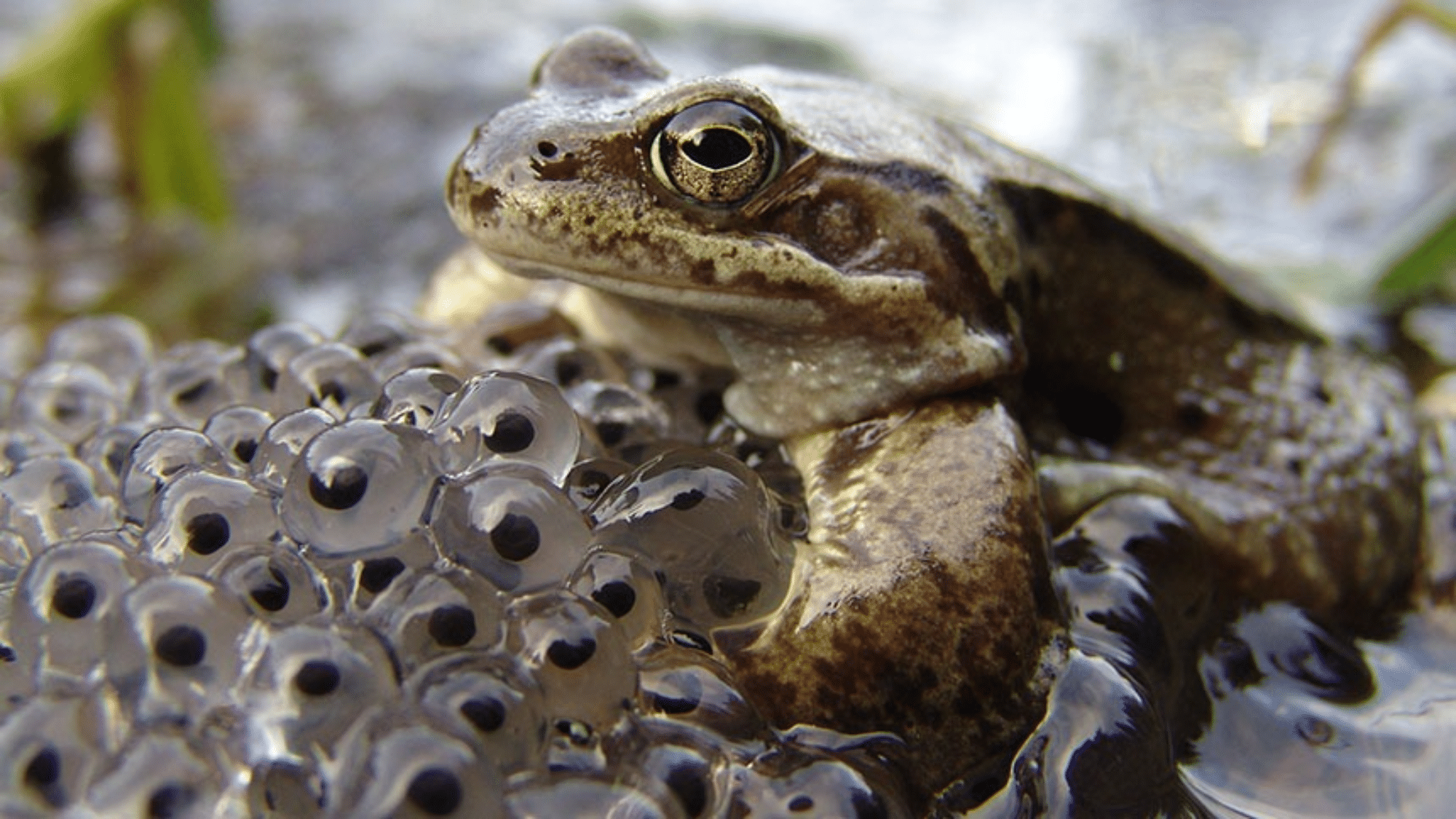 bull frog eggs