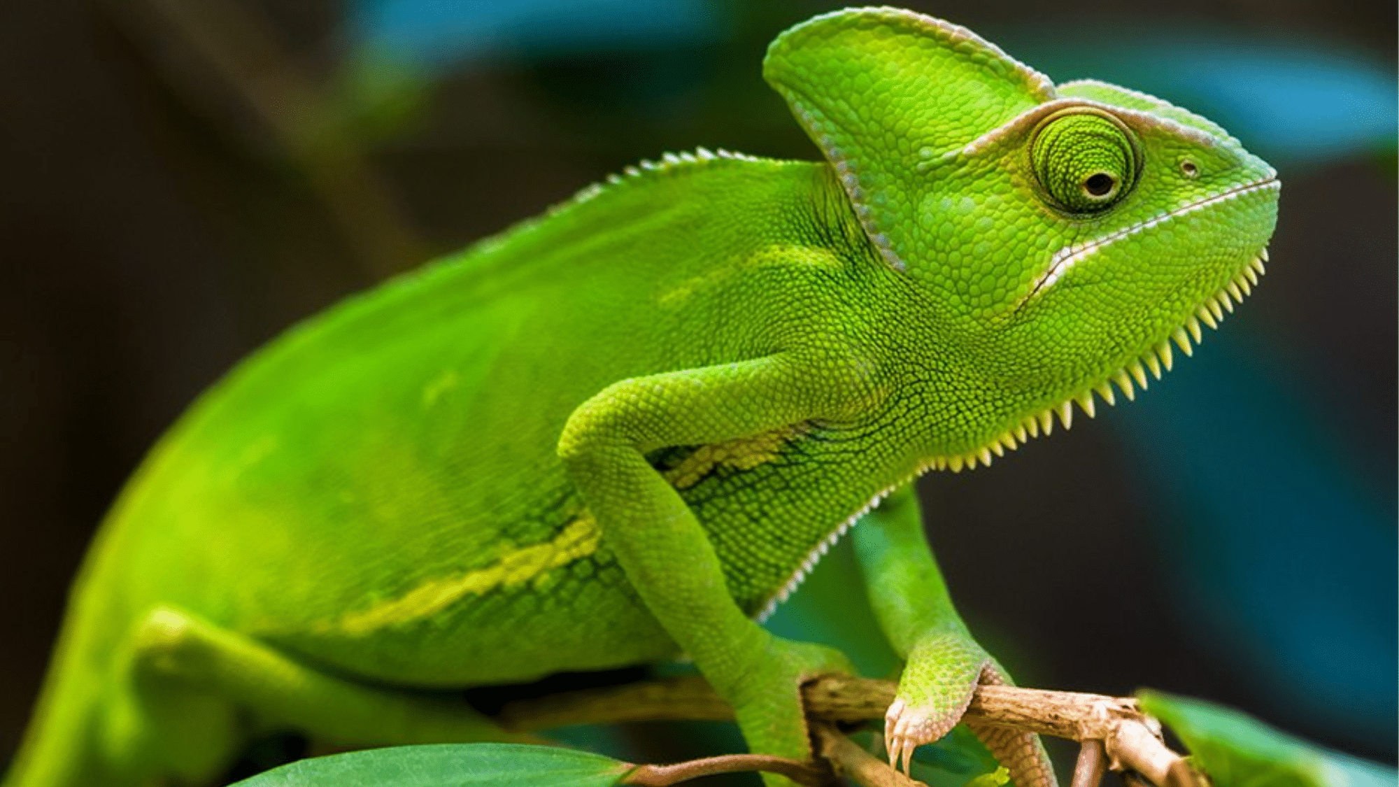 7 Most Deadly Chameleon Predators