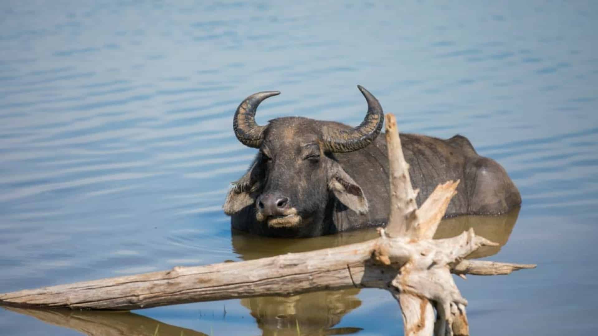 can-a-water-buffalo-swim