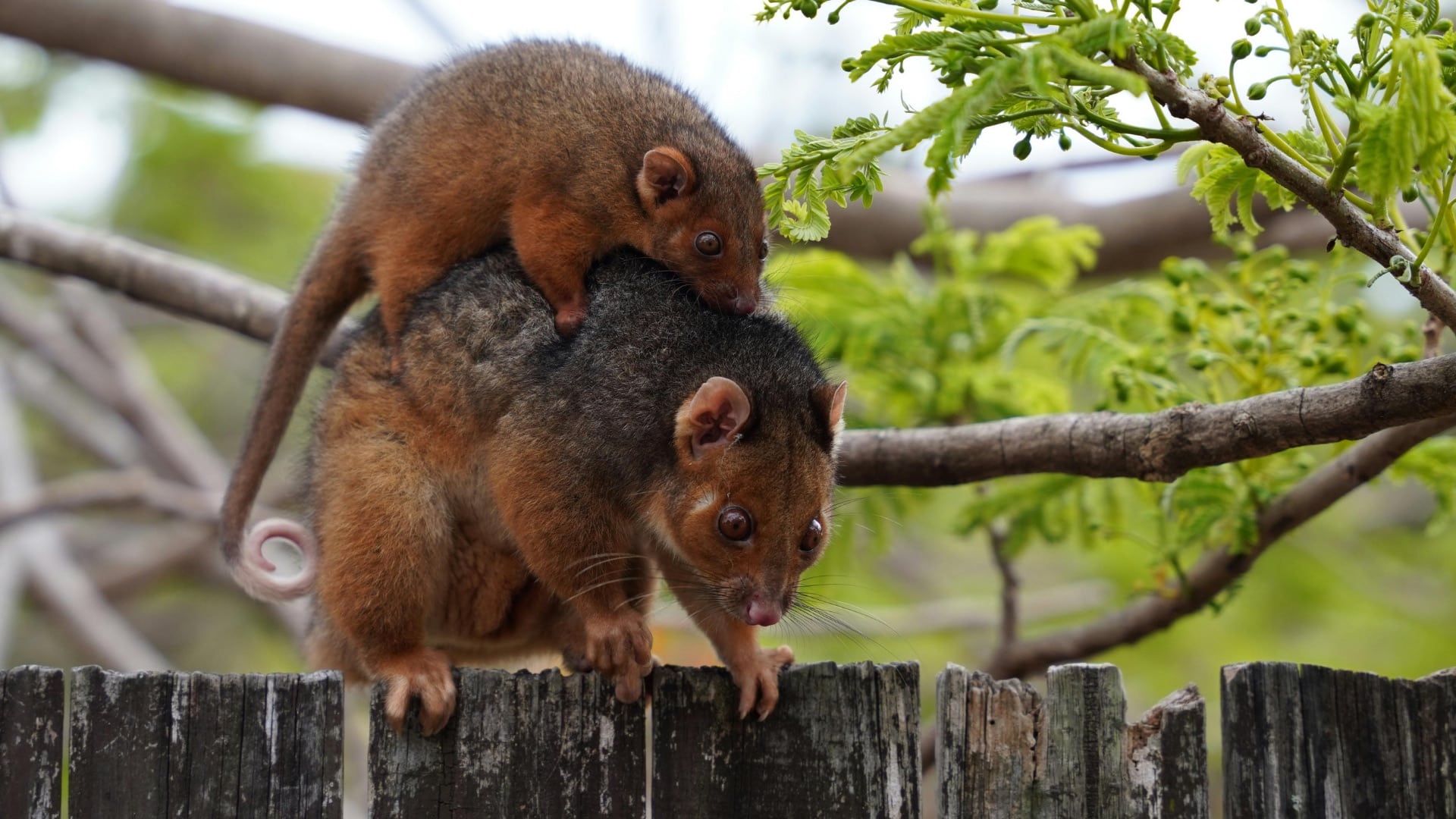 Can Possums Climb Fences and How to Keep Them Out