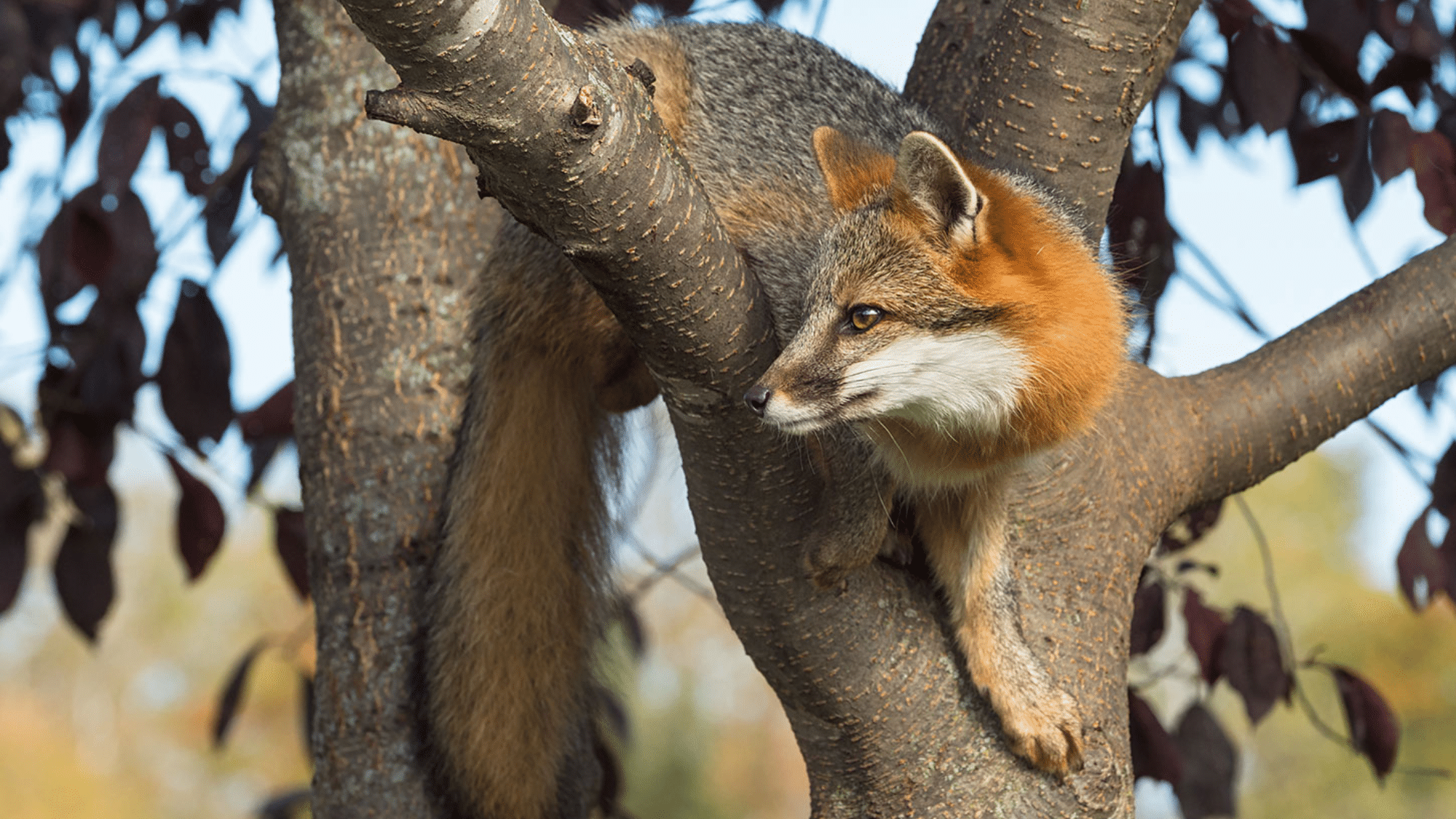Can Foxes Climb Trees?