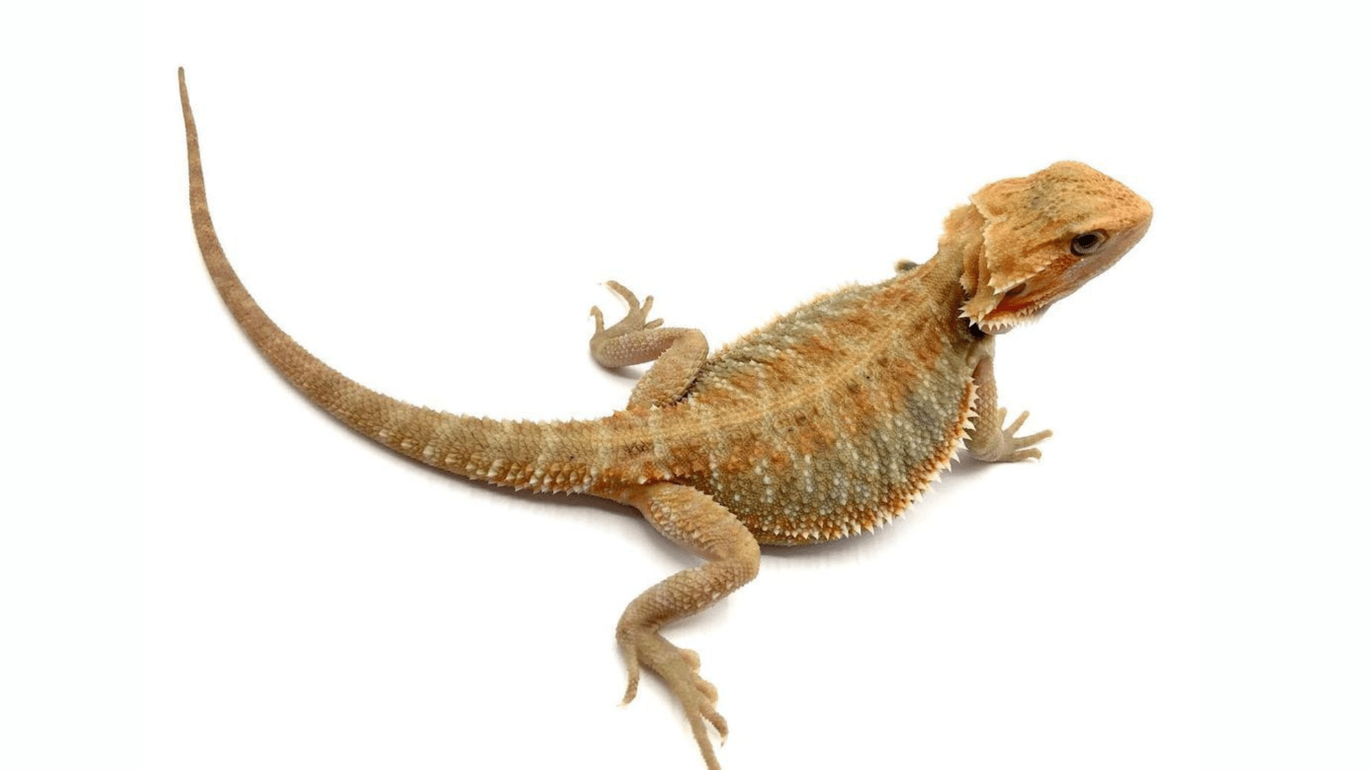 34 Cool Facts About Bearded Dragons