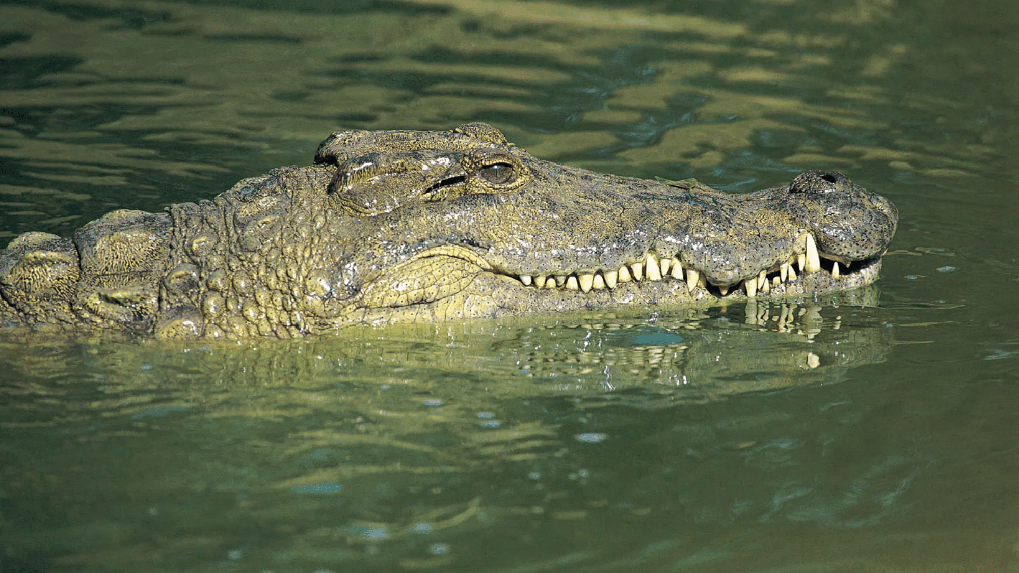 crocs and mammals