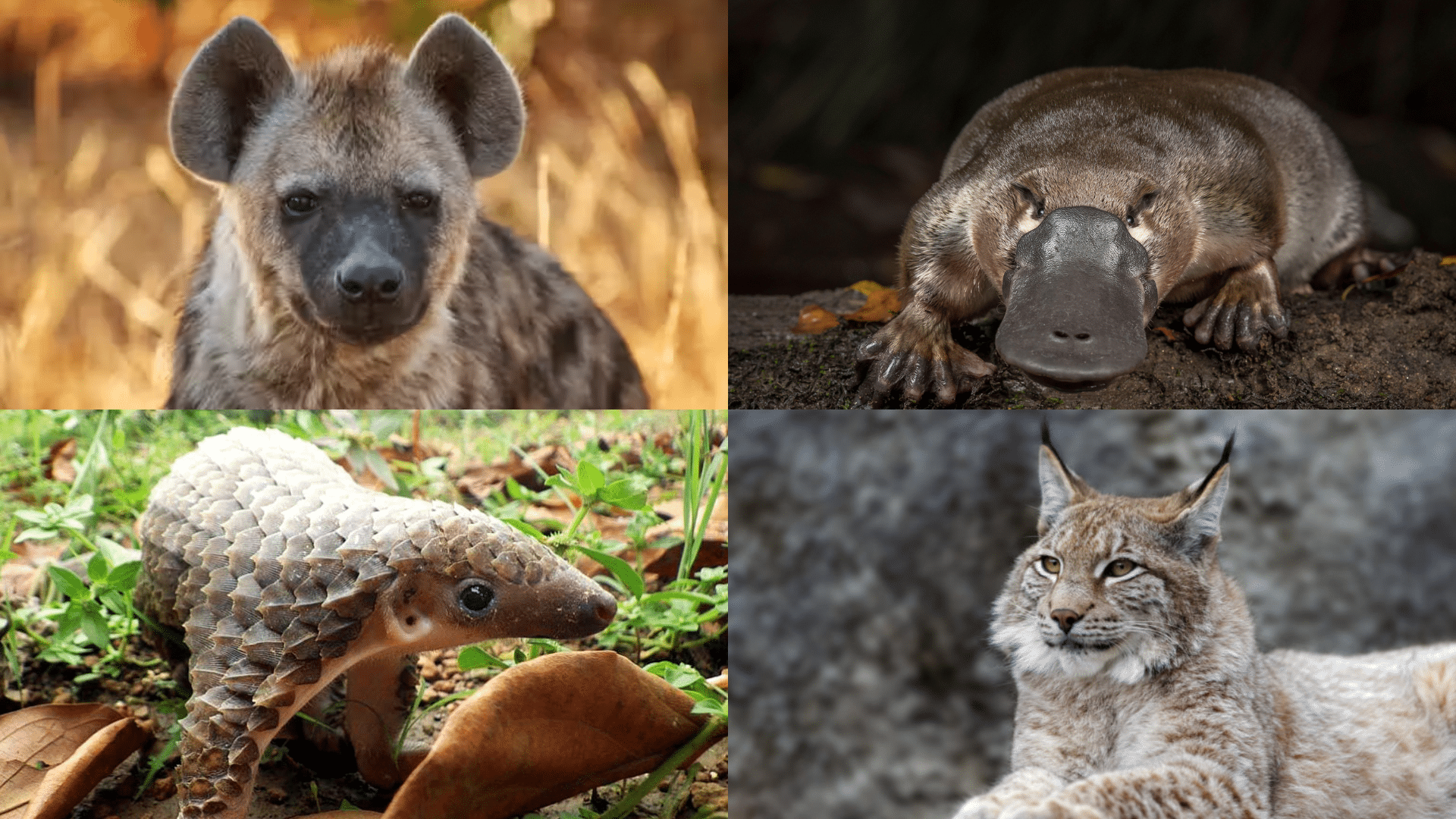 25 Nature’s Most Curious Animals