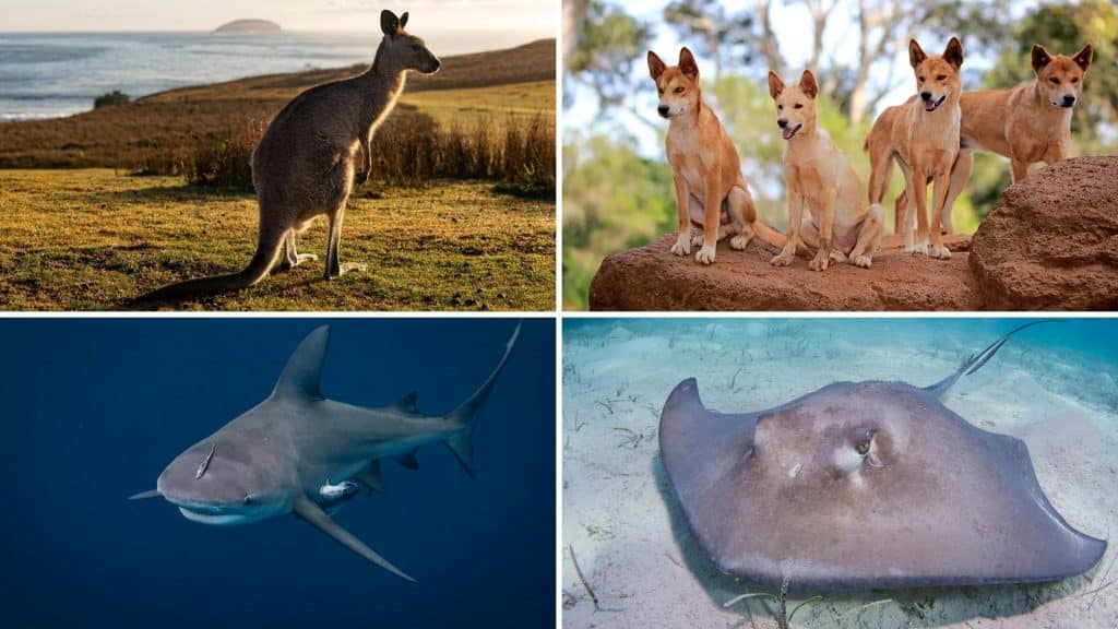 35 Dangerous Animals in Australia