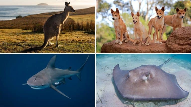 35 Dangerous Animals in Australia