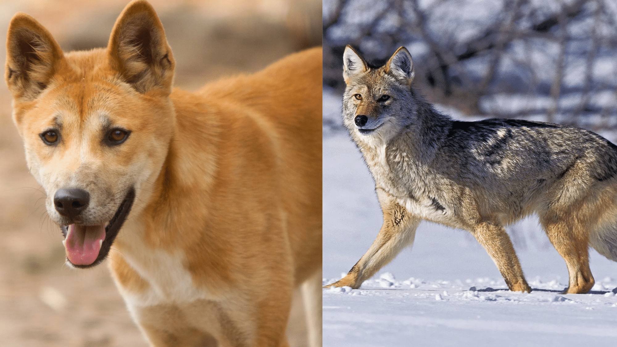 Dingo Vs Coyote: Who is Better?