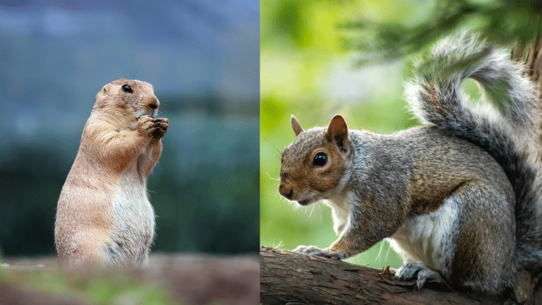 Gophers vs Prairie Dogs: Everything You Need to Know