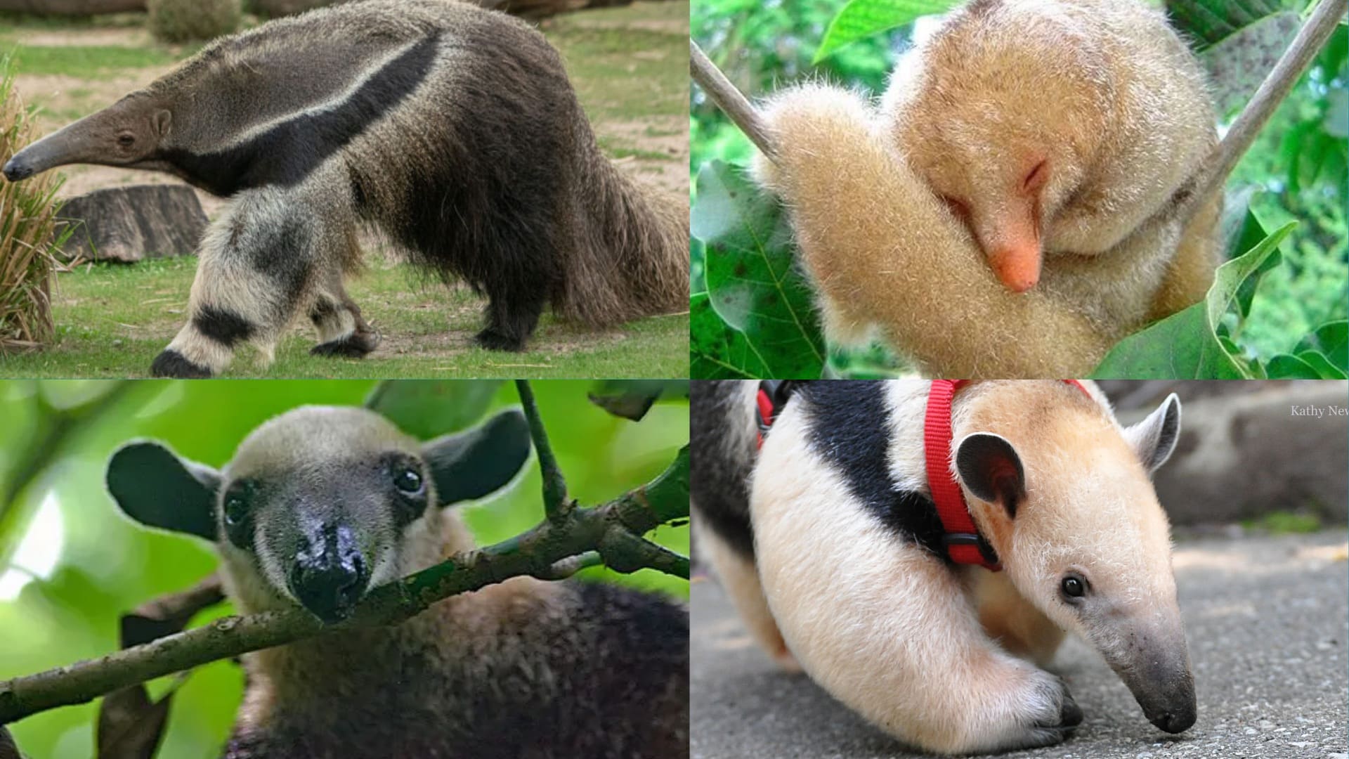 Four Main Types of Anteaters - 1