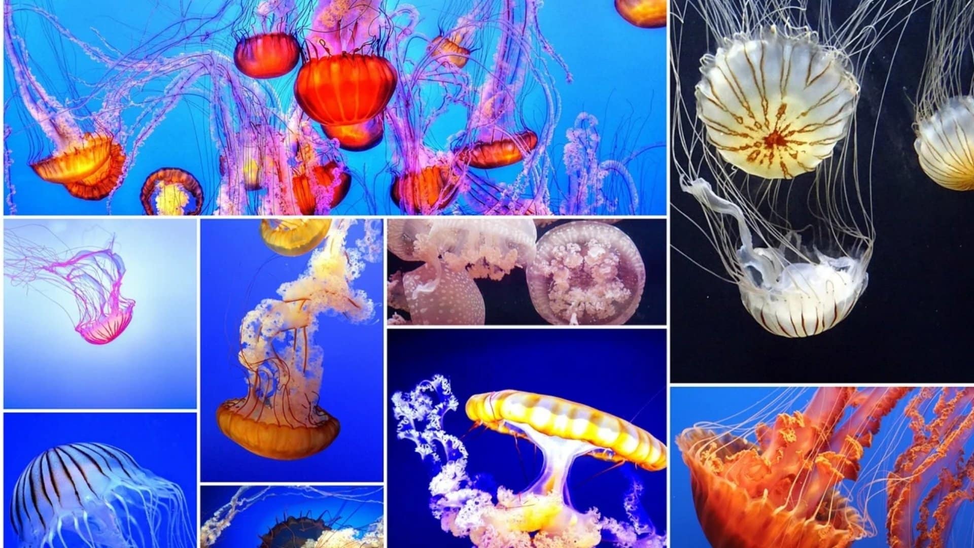 20 Different Types of Jellyfish Around the World