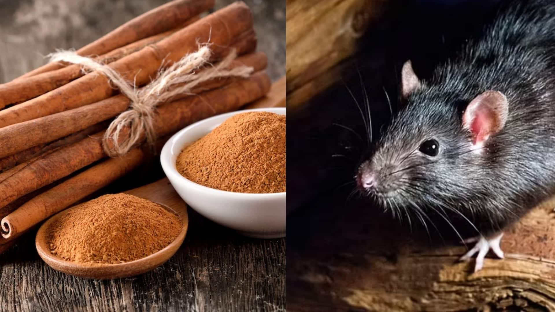 Do Rats Like Cinnamon? Truth You Should Know