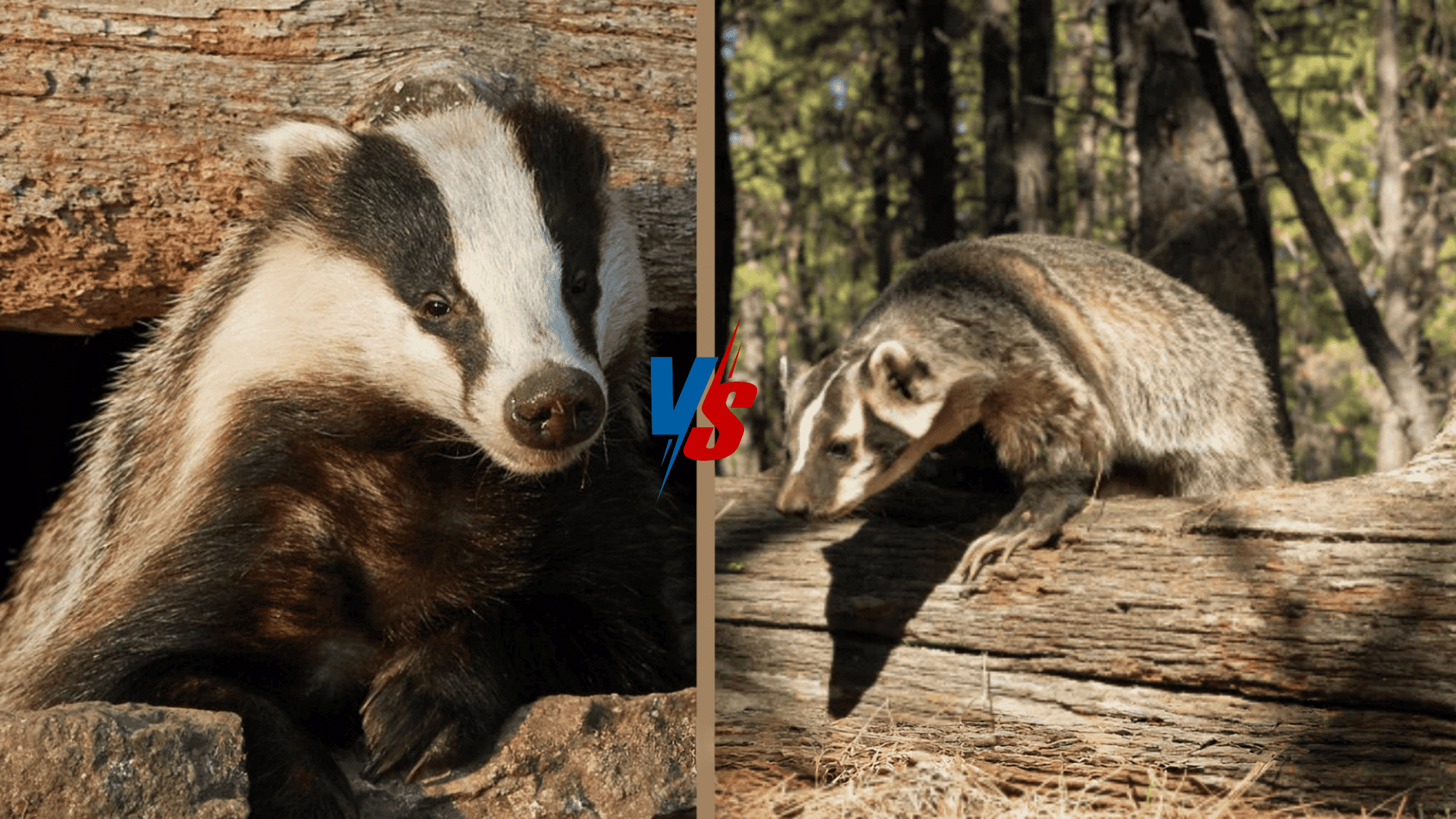 English Badger vs American Badger: What Sets Them Apart?