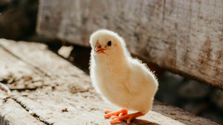 13 Interesting Facts About Chicks