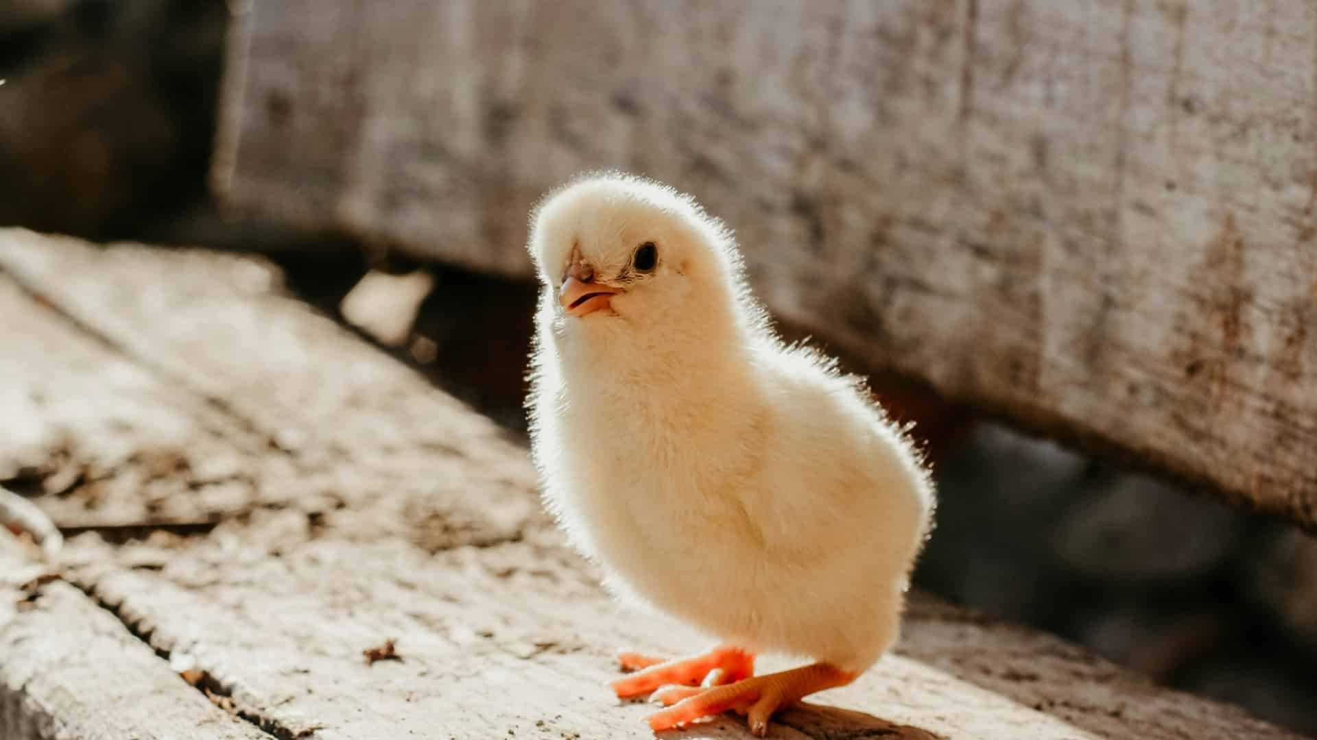 13 Interesting Facts About Chicks