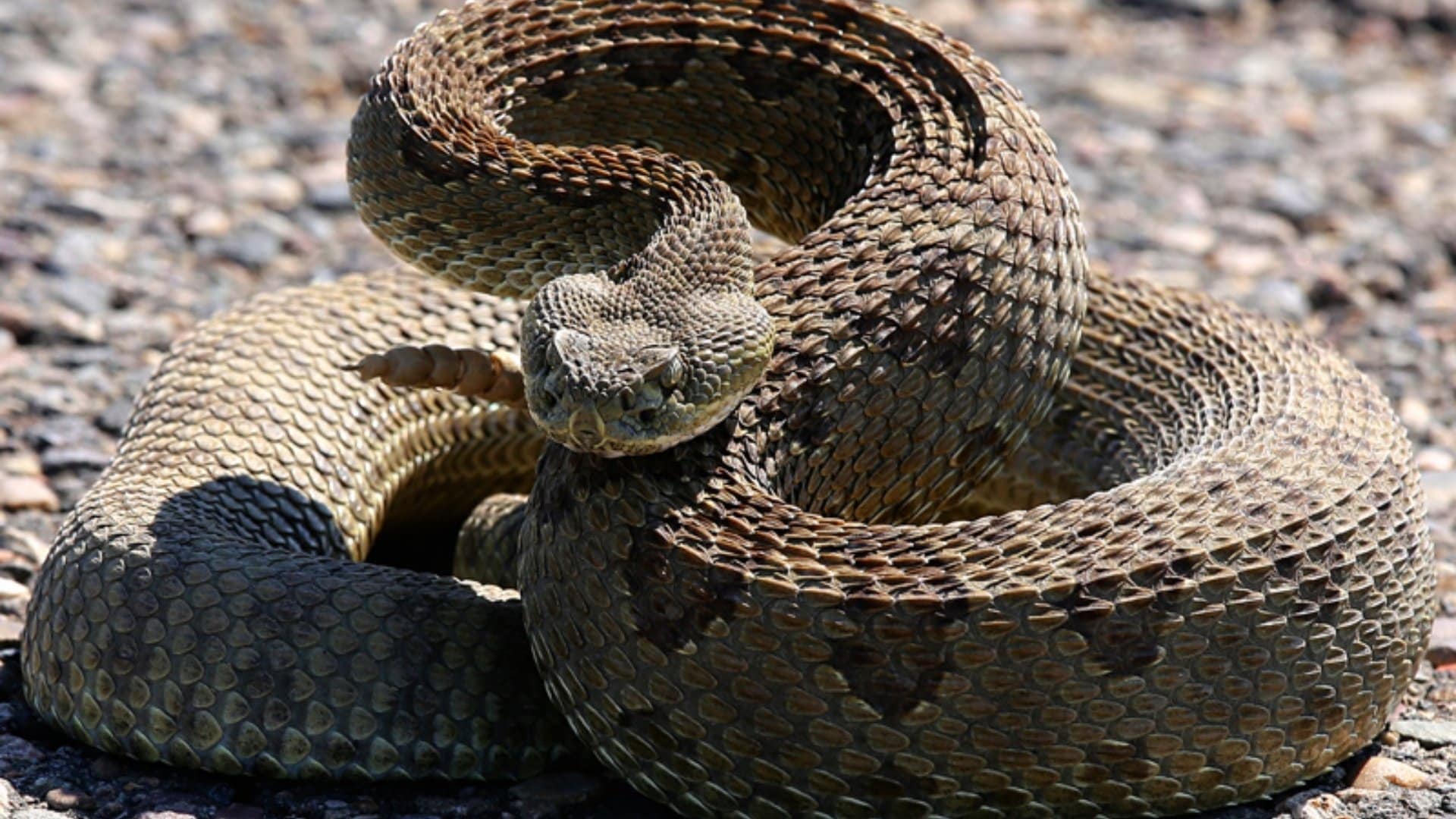 25 Facts About Rattlesnakes You Should Know
