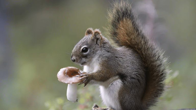 What Animals Eat Mushrooms?
