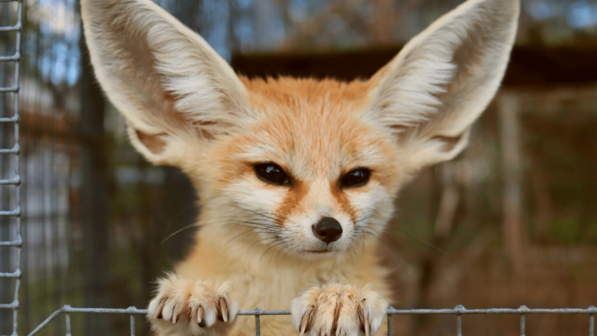 15 Interesting Facts About Fennec Fox