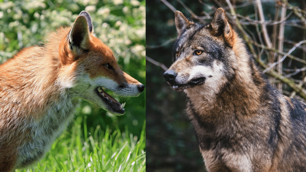 Understanding Fox and Wolf Differences