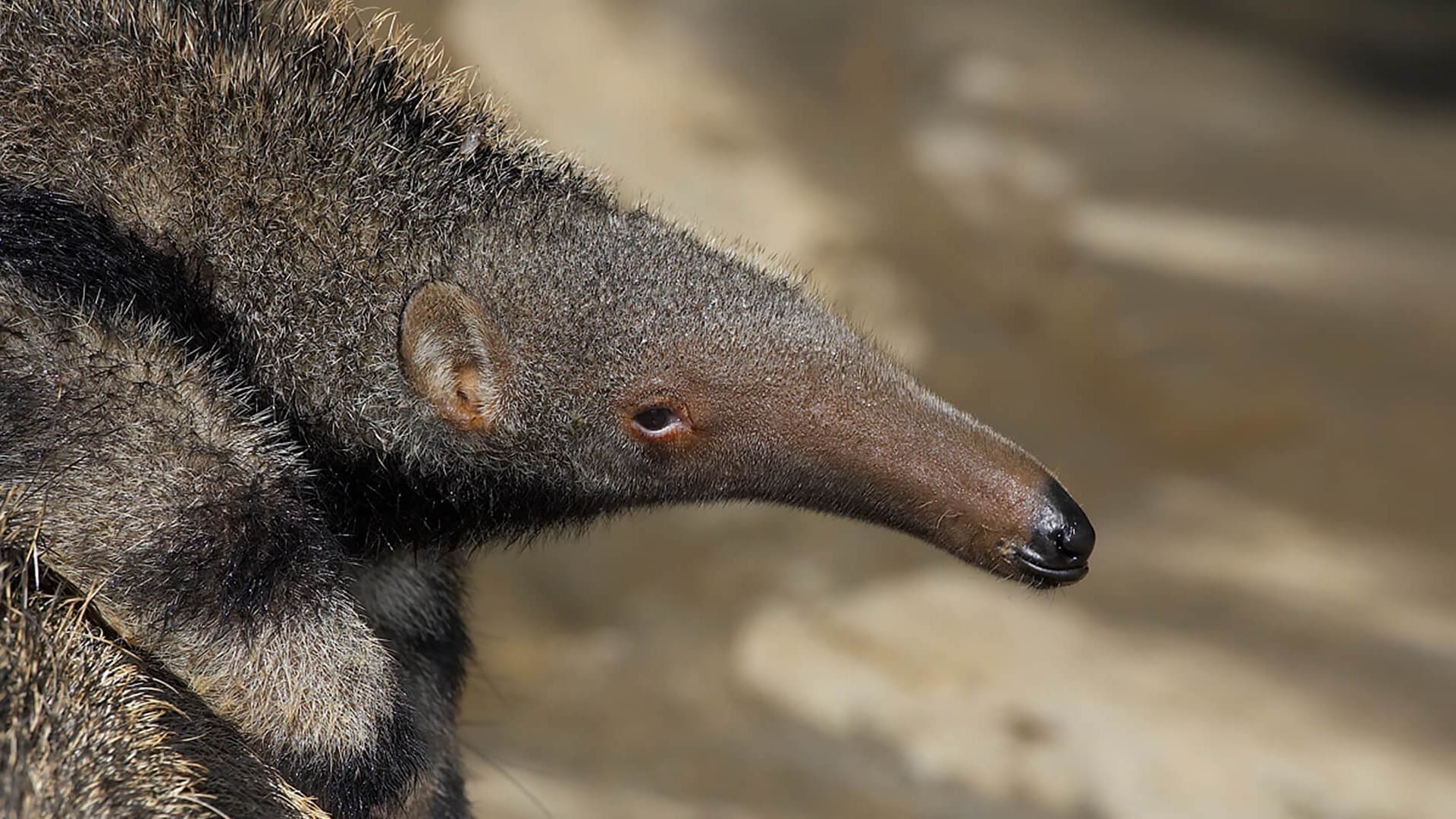 What Are Anteaters - 1