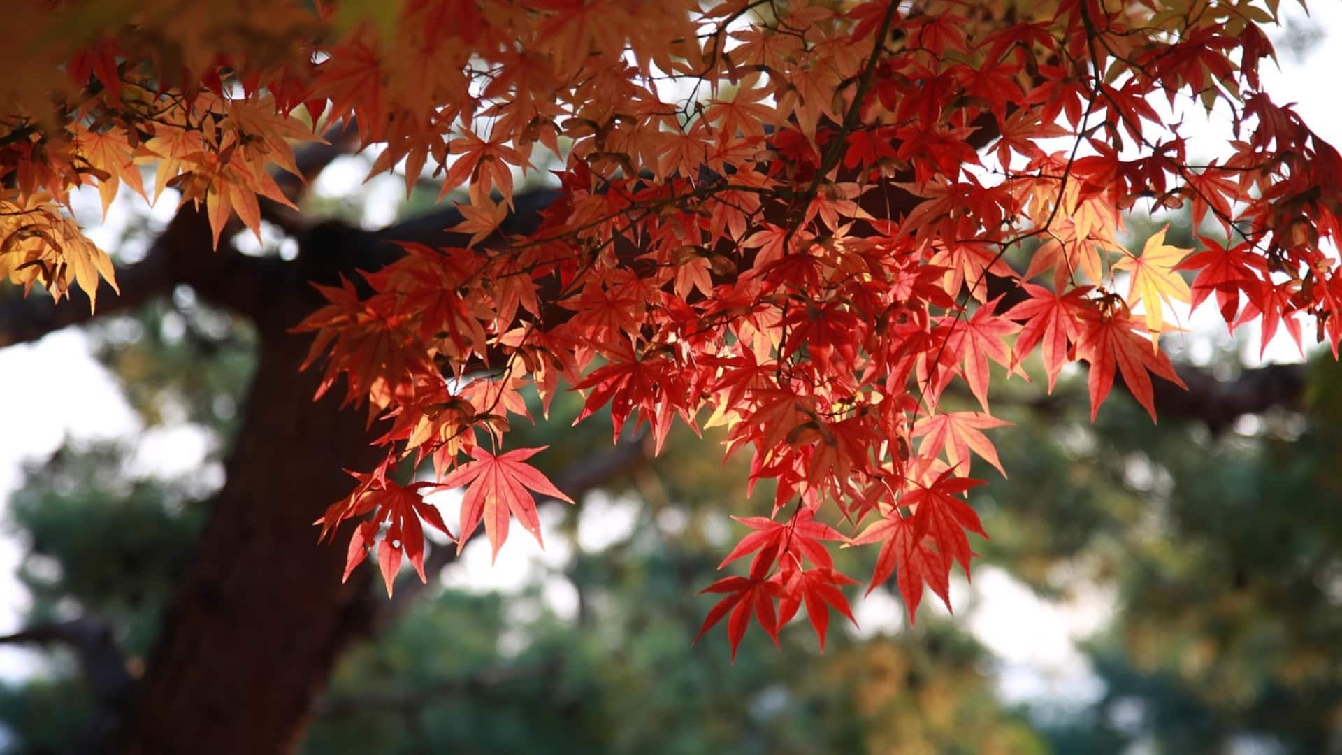 12 Amazing Facts About Maple Trees You Didn’t Know